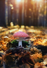 amanita muscaria mushroom in autumn forest, natural sunny background. autumn time. Fly agaric, wild poisonous red mushroom  in yellow-orange fallen leaves. harvest fungi concept. fall season