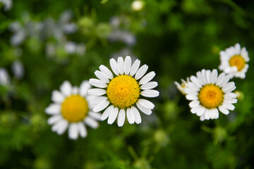 Wildflowers in the spring with green meadows, beautiful colors with bees and dragonflies