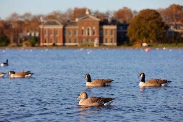 Canadian Geese swimming on the lake under the morning sun rays in Hyde park in London in autumn season.