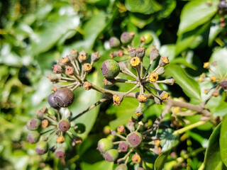 Persian ivy (in german Kolchischer Efeu) Hedera colchica (K. Koch)