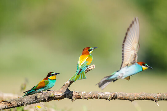 European Bee Eaters Perched And In Flight