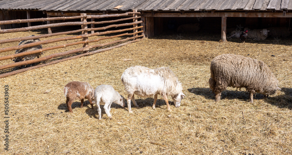 Wall mural four sheep in the farmyard. two more sheep and two little lids