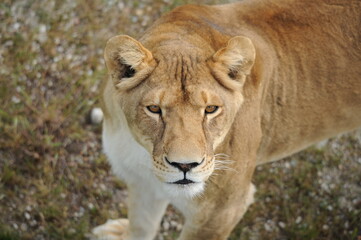 Obraz na płótnie Canvas lion, wild animals, predators, shelter, endangered species,