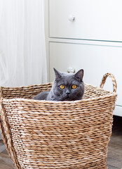 kitten in basket