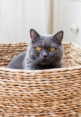kitten in basket