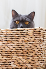 kitten in basket