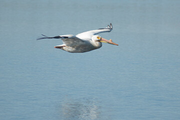 american pelican flying over water