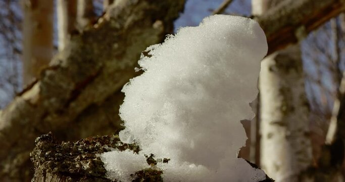 A clump of snow ontop of a tree in the Kenai National Wildlife Refuge, Alaska