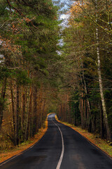 Fototapeta na wymiar Empty wet road through the forest in autumn rainy day