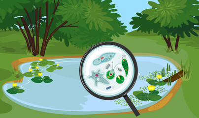 Pond biotope with microscopic unicellular organisms: protozoa (Paramecium caudatum, Amoeba proteus, Chlamydomonas, Euglena viridis), green algae and bacteria under magnifying glass