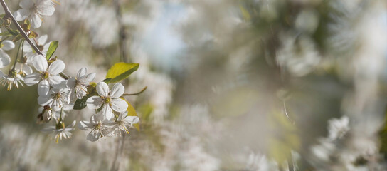 Banner. Macro photography. Spring, nature photo wallpaper. Cherry blossoms are blooming in the garden. Blooming white buds on the branches of a tree.