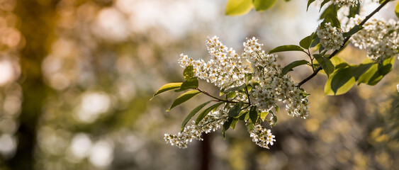 Banner. Macro photography. Spring, nature wallpaper. Cherry blossoms are blooming in the garden. Blooming white flowers on the branches of a tree.