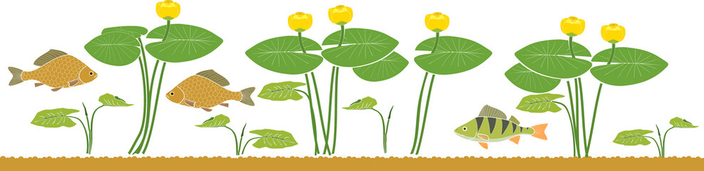 Pond border with perch and carp fishes, yellow water-lily plants with green leaves and yellow flowers isolated on white background