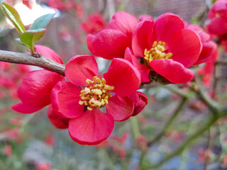 Fototapeta premium (common) flowering quince (in german Chinesische Zierquitte) Chaenomeles speciosa