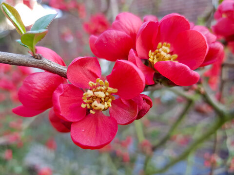 (common) flowering quince (in german Chinesische Zierquitte) Chaenomeles speciosa