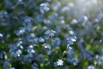 Various primroses of the spring garden. Beautiful May flowers.