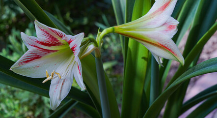 Large bell flowers