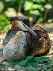 Great Crested Grebe (Podiceps Cristatus) water bird