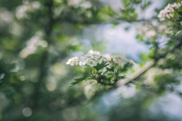 hawthorn blooming tree in spring
