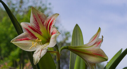 Obraz premium Large bell flowers