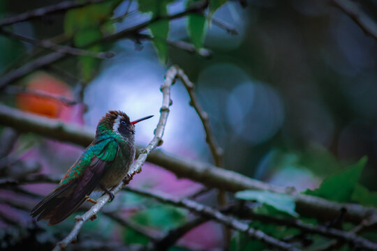 Colibr&iacute; parado sobre una rama con fondo desenfocado mirando hacia la izquierda. Ave de pico largo con plumas verdes y azules parado sobre una rama..