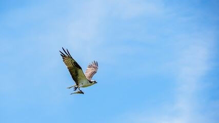 Fototapeta premium Osprey flying with half fish with blue sky background