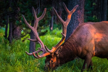 Closeup shot of a deer grazing in the forest