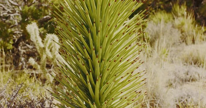 A Mojave Yucca in the Mojave National Preserve, California 