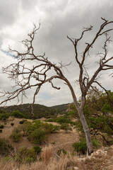 Fototapeta na wymiar Dead mesquite in hill country