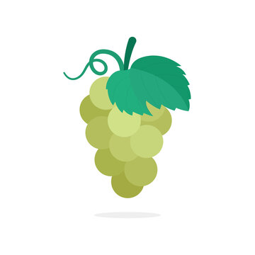 Bunch of green grapes hand drawn vector illustration. Grape and vine drawing. Part of set.