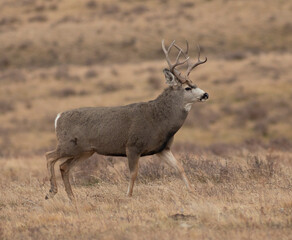 Mule deer buck on a hillside