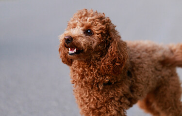 Dog of the breed of that poodle on a leash walks in the park.