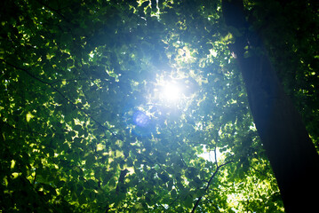 słońce prześwituje jako flara poprzez listowie