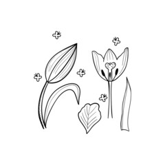 botanical vector illustration, tulip graphic design, minimalistic art, black and white style, line art