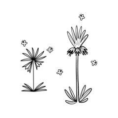 botanical vector illustration,  graphic design, minimalistic art, black and white style, line art
