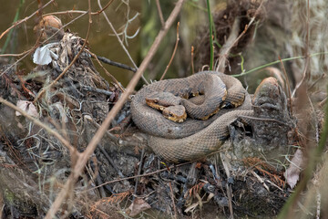 Two cottonmouth snakes entwined