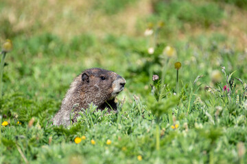 Hoary marmot in field of wildflowers