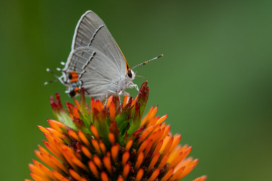 Gray hairstreak butterfly on coneflower