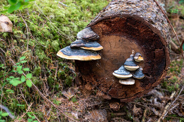 Black shelf fungi on decaying log
