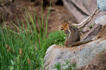 Ground squirrel with nesting material
