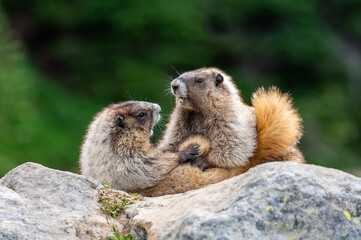 Two hoary marmots wrestling on rock
