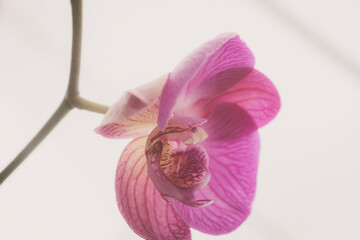 Beautiful purple orchid flower (Orchidaceae)