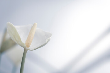 White Calla flower with garden in the background