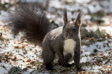 squirrel in the forest in Lenzerheide Switzerland