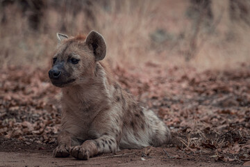 Puppy hyena liggend op de grond in een wildreservaat in Afrika op een wazige achtergrond