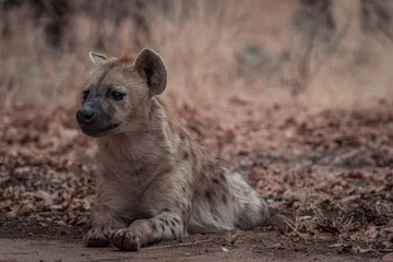 Schilderijen op glas Puppy hyena liggend op de grond in een wildreservaat in Afrika op een wazige achtergrond © Stevensonstudio/Wirestock Creators