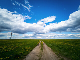 Fototapeta na wymiar Empty road through a field with dandelions. Bright sky with clouds over the road.