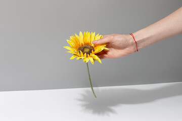 Woman's hand with red thread bracelet on her wrist holding sunflower