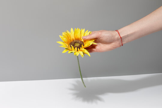 Woman's Hand With Red Thread Bracelet On Her Wrist Holding Sunflower