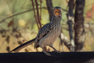 Selective focus shot of a Southern Yellow-billed Hornbill © Stevensonstudio/Wirestock Creators
